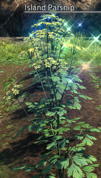 File:Island Parsnip Mature.png