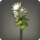 White chrysanthemums icon1.png