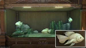 Three Noontide Oscars in a Tier 4 Aquarium with a close-up.