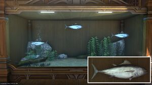 Three Glass Tunas in a Tier 4 Aquarium with a close-up.