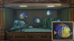 Three Crownfish in a Tier 4 Aquarium with a close-up.