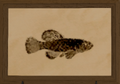 Thumbnail for version as of 03:31, 3 June 2026