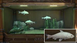 Three Silken Koi in a Tier 4 Aquarium with a close-up.