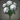 Palelight Bloom