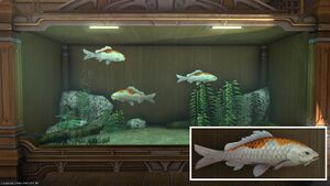Three Tricolored Carp in a Tier 4 Aquarium with a close-up.