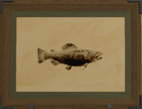 Watts Trout print.png