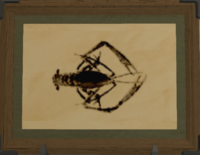 Ancient Shrimp print.png