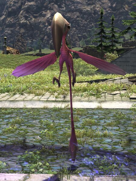 File:Greater Colibri.jpg