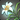Moon Daisy