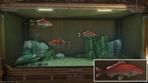 Three Red Prismfish in a Tier 4 Aquarium with a close-up.