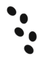 Thumbnail for version as of 05:47, 3 September 2026