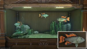 Three Redfins in a Tier 4 Aquarium with a close-up.