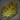 Waterweed
