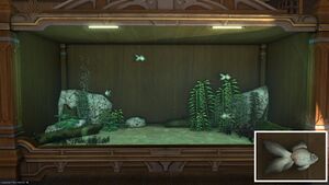 Four Bubble Eyes in a Tier 4 Aquarium with a close-up.