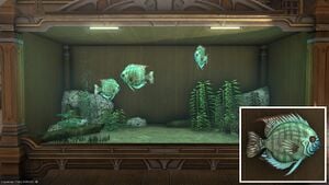 Three Discuses in a Tier 4 Aquarium with a close-up.