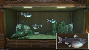 Three Yak'tel Catfish in a Tier 4 Aquarium with a close-up.