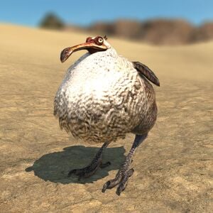 Dodo