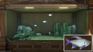 Four Eternal Eyes in a Tier 4 Aquarium with a close-up.