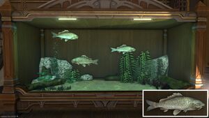 Three Xenocypris in a Tier 4 Aquarium with a close-up.