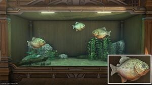 Three Pipira Pira in a Tier 4 Aquarium with a close-up.