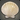 Whitecap Clam