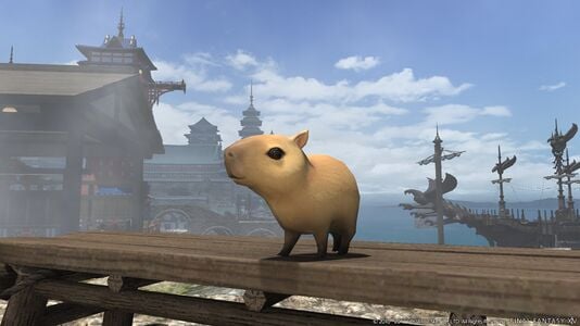 Capybara pup1.jpg