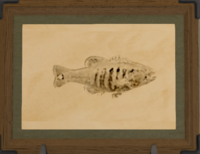 Striped Peacock Bass print.png