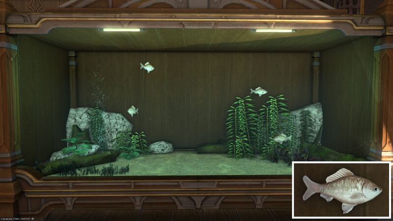 File:Aquarium Preview Ku'uxage Bitterling.jpg