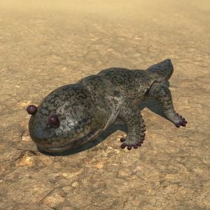 Salamander Glamoured
