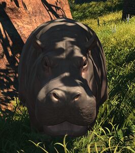 Hungry Hippo