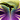 Soulsow
