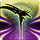 Soulsow