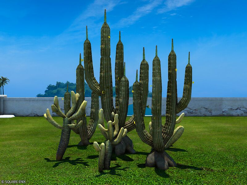 File:Cactus Patch.jpg