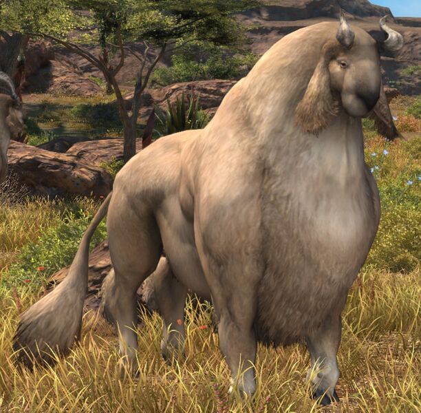 File:Longhorn Nannygoat.jpg