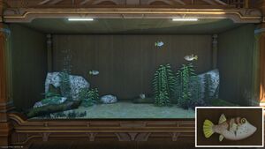 Four Meyhane Revelers in a Tier 4 Aquarium with a close-up.