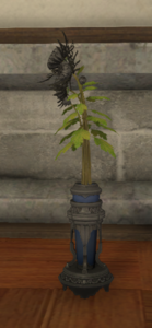 Black Chrysanthemums