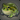 Mossy Globule
