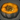 Isleworks Baked Pumpkin