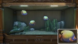 Three Angelfish in a Tier 4 Aquarium with a close-up.