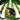 Jagged Maw