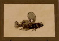 Merlthor Goby print.png