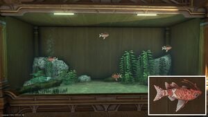 Four Dravanian Squeakers in a Tier 4 Aquarium with a close-up.