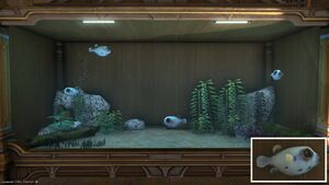 Four Dog-faced Puffers in a Tier 4 Aquarium with a close-up.