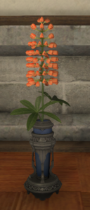 Orange Lupins