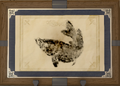 Thumbnail for version as of 15:39, 10 May 2026