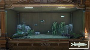 Four Reasonscale Silversides in a Tier 4 Aquarium with a close-up.