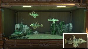 Three Dragonheads in a Tier 4 Aquarium with a close-up.