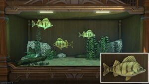 Three High Perch in a Tier 4 Aquarium with a close-up.