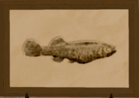 Topminnow print.png