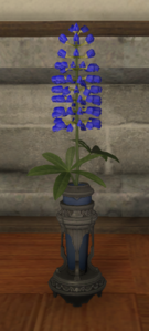 Blue Lupins